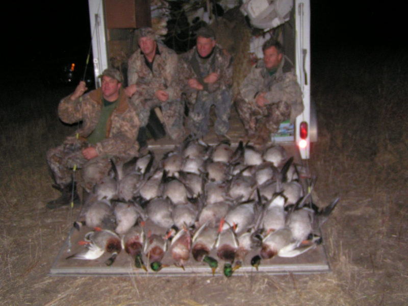 30 Canada Geese and 8 Mallards